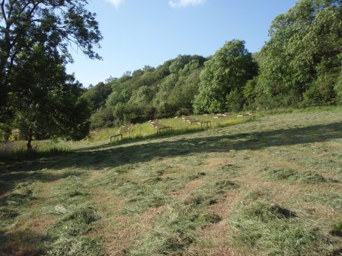 New fruit trees are planted in Orchard field.